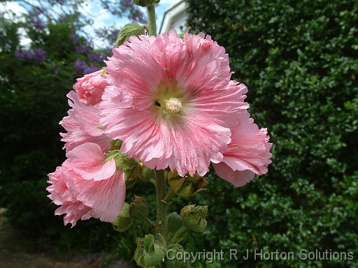 Hollyhock pink